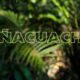 tñacuache