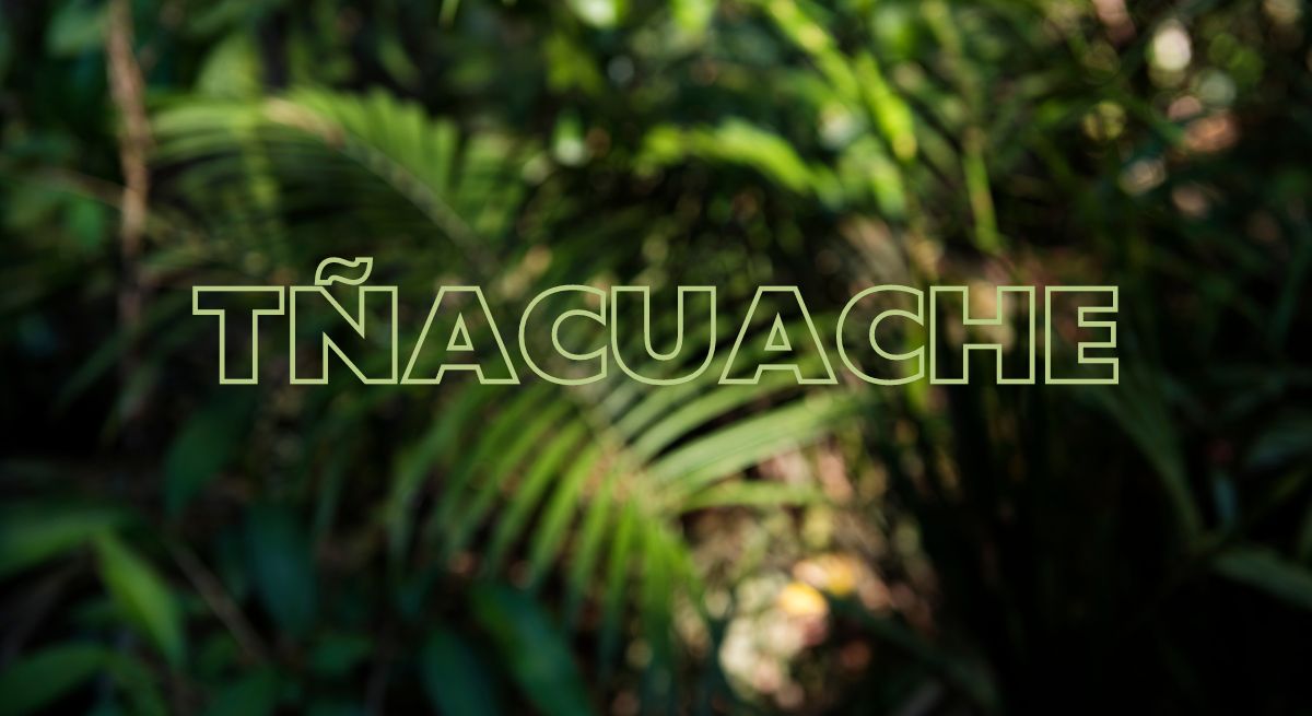 tñacuache