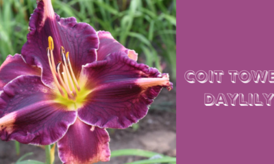 coit tower daylily