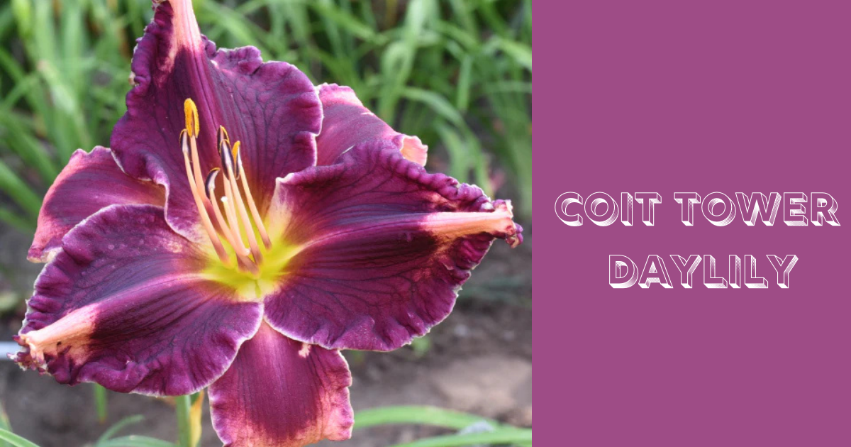 coit tower daylily