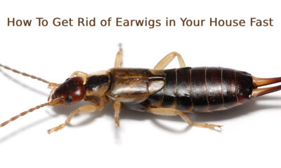 How To Get Rid of Earwigs in Your House Fast