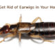 How To Get Rid of Earwigs in Your House Fast