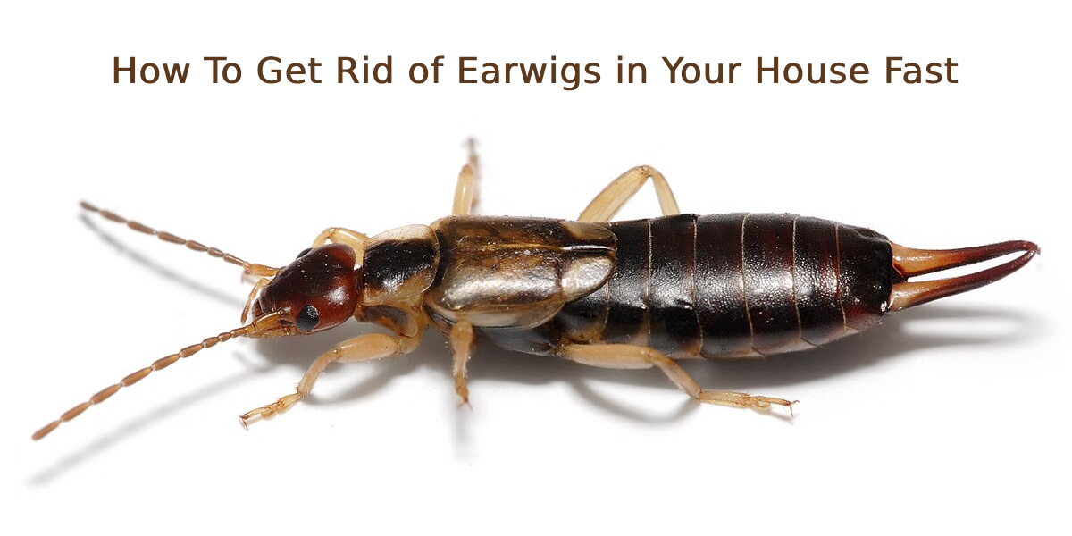 How To Get Rid of Earwigs in Your House Fast