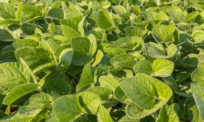 glyphosate herbicide Canada