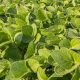 glyphosate herbicide Canada