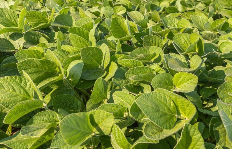glyphosate herbicide Canada
