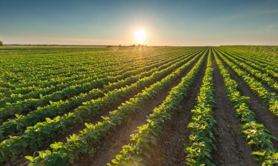 crop protection solutions