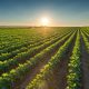 crop protection solutions